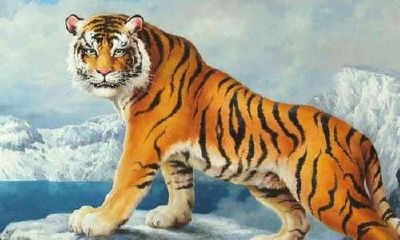 23岁属虎的是哪一年（属虎的24岁是哪一年）