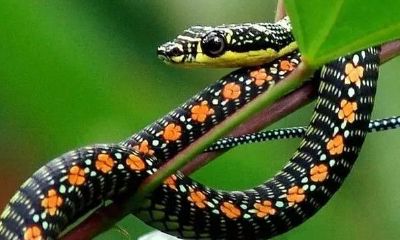 家里来了一条小蛇是什么预兆（家中有蛇出现什么预兆）