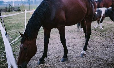 属马跟属马的结婚好不好（属马的人和属马的人结婚）