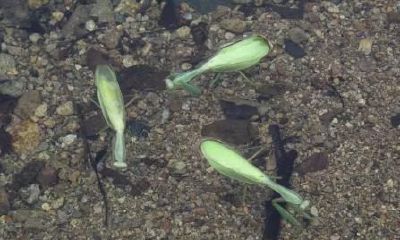 螳螂死前有什么预兆（螳螂进家是什么预兆风水）