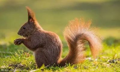 属鼠对待感情怎么样（属鼠和属蛇的合不合）