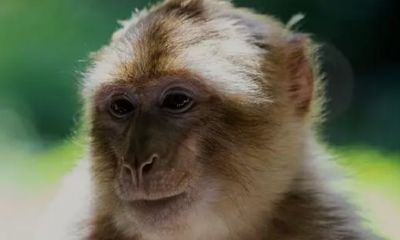 1992年属猴女的财运（92猴女在2023终于转运了）