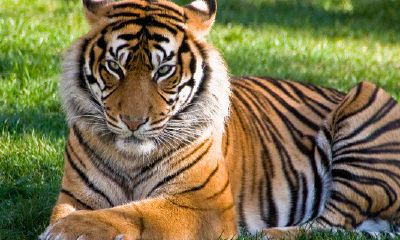 属虎哪年桃花运最好（属虎带什么旺桃花运）