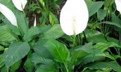 绿檀木招财吗（免费号码查询吉凶）