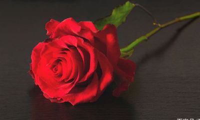 让天蝎座死心塌地的两大星座（让天蝎座着迷的五个星座）