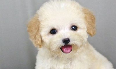 家里摆什么动物旺财（客厅摆什么植物最招财）