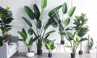 大厅摆什么植物最旺财（客厅旺财的绿植有哪几种）