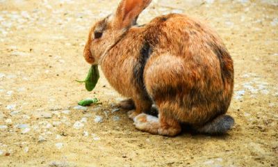 兔年属什么生肖几岁（属兔的今年最大年龄多少）