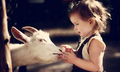 属羊克夫克子（属羊的是克夫命吗）