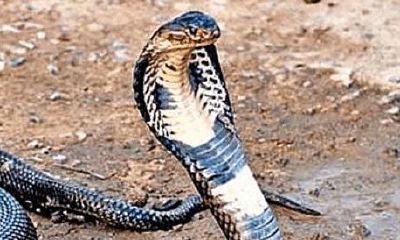 梦见蛇缠身又被别人解开了是什么意思（梦到蛇缠身后被拿下去）