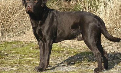 白狗招财还是黑狗（黑狗是不是招财的）