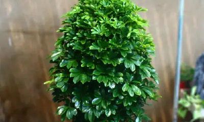 属鼠人家里适合养什么植物（属鼠的人养什么花旺财）