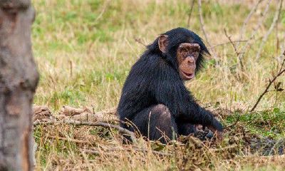 属猴的人今日运势君子阁（生肖猴今日运势十二星座网）