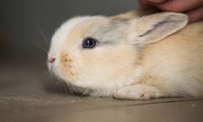 属兔男和属啥最合适（属兔男和属牛女可以在一起吗）