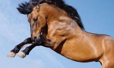 属马的女人什么性格特点（属马的女人性格和爱情）