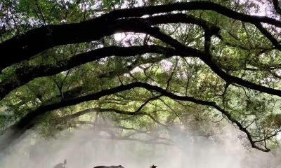 院子里种什么树旺财（门口栽什么树镇宅旺财）