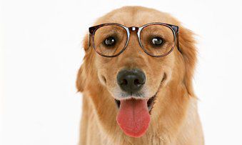 狮子座最喜欢什么狗（双子座养什么狗最合适）