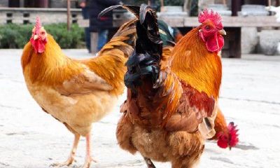 属鸡的寿命是多长（1969年属鸡男）