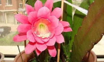 家里适合放干花吗风水（客厅放什么干花好招财）