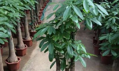 适合客厅养的招财植物（客厅放什么植物顺利又招财）