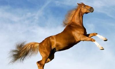 新娘属马忌讳什么属相（属马最忌讳的属相）