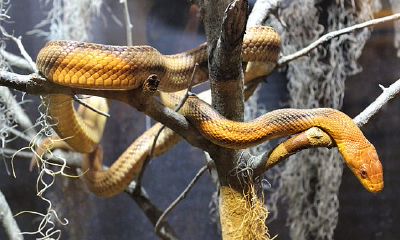 男人梦见怀孕的蛇是什么意思（没怀孕梦见蛇是怎么回事）