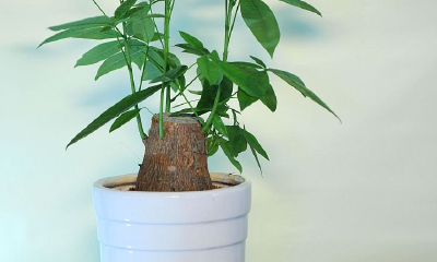 餐桌底下放什么聚财（餐桌上放什么花聚财）