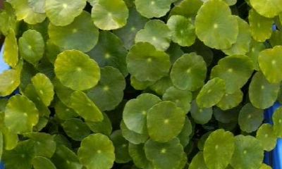 想转运养什么绿植好（运气不好买什么植物转运）