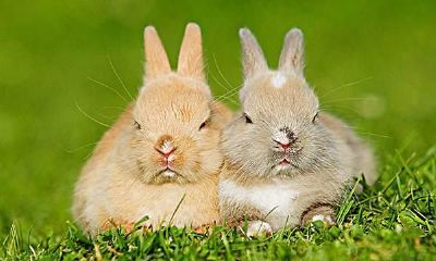 属兔女对待爱情的态度（属兔女性格特点及脾气）