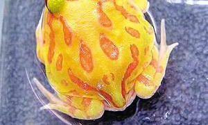 招财蛙叫什么（八种植物招财又旺宅）