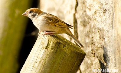 梦到好多蛇在我周围爬没有咬我解梦（梦见身边很多蛇没有被咬是什么意思）