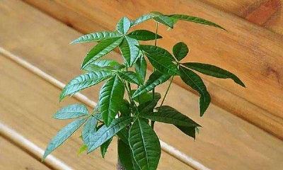 招财树喜欢阴还是阳光（招财树喜阴吗）