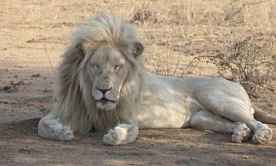 狮子座男生不想复合的表现（狮子男什么情况会复合）