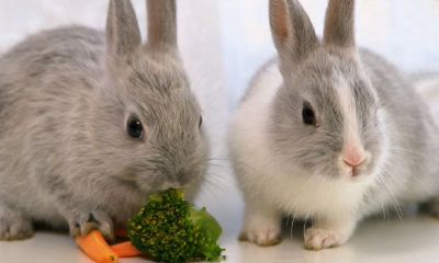 1975年属兔的幸运色（1975年属兔是什么命）