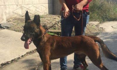 马犬的起名字大全（2001年属蛇是火命吗）