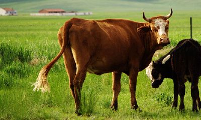 属牛女孩几月出生最命苦（属兔生在几月最命苦）