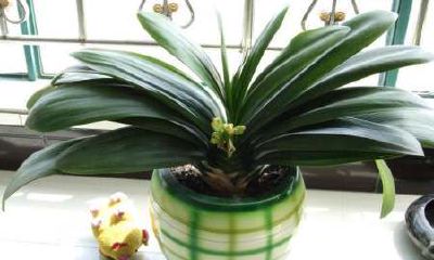 办公室财运绿植（办公室风水绿植哪种最好）