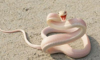 梦见水中大蛇是什么预兆（做梦梦见蛇在水里是什么征兆）