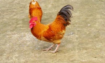 属鸡的财运方（属鸡风水财运技巧）