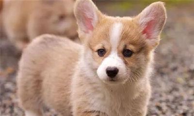 给狗起名叫什么好呢（四月的白羊座有什么性格）