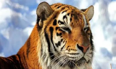 2023年是属什么生肖年（2023年十二生肖表）