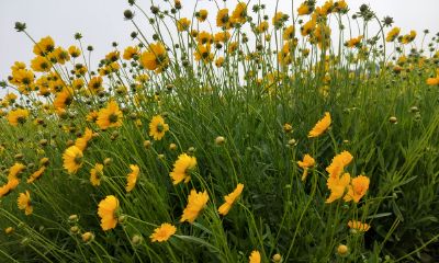 来聚财激励金怎么算（来聚财手续费和激励金）