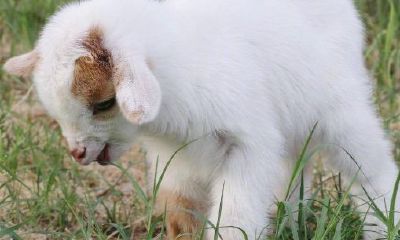 91年属羊哪年运势好起来（属羊人今年运气好不好）