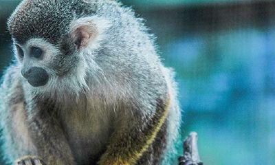 1980属猴在2023劫数（属猴女2023年大灾难）