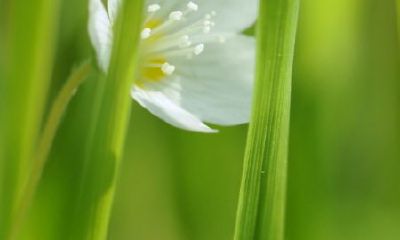 生意人摆放什么招财（店里放什么招财最灵验）
