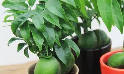 人旺财旺家宅旺（农村家居风水布局聚财）