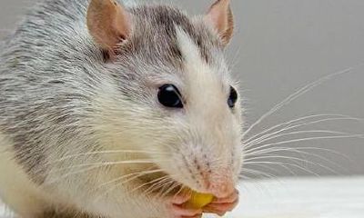 属鼠是哪一年的生肖（生肖属老鼠的是哪一年）