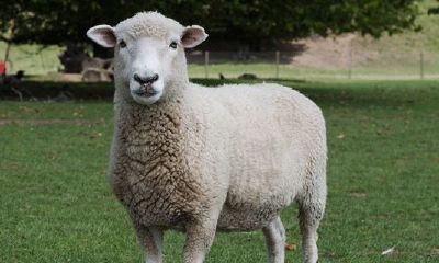 属羊人六月财运（67年属羊的九月份财运）