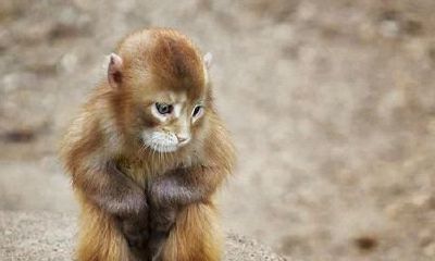 2004年属猴人一生爱情方向（04属猴的一生命运怎么样）