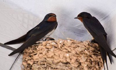 湖北方言财喜是猫（武汉话财喜是什么意思）